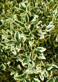 Attēlu rezultāti vaicājumam “Buxus sempervirens”