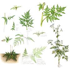 Attēlu rezultāti vaicājumam “Anthriscus sylvestris leaf”