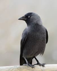 Attēlu rezultāti vaicājumam “Corvus monedula”