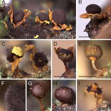 Attēlu rezultāti vaicājumam “Diderma ochraceum sessile”