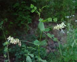 Attēlu rezultāti vaicājumam “Vicia pisiformis”