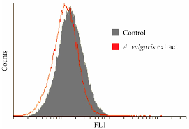 Attēlu rezultāti vaicājumam “Alchemilla vulgaris aggr.”