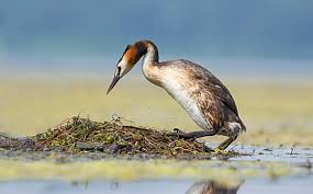 Attēlu rezultāti vaicājumam “Podiceps cristatus nest”