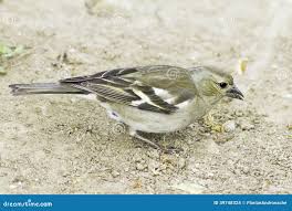 Attēlu rezultāti vaicājumam “Fringilla coelebs female”