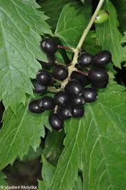 Attēlu rezultāti vaicājumam “Actaea spicata fruit”