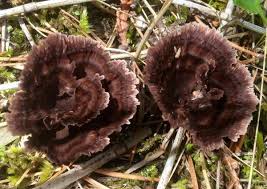 Attēlu rezultāti vaicājumam “Thelephora terrestris”