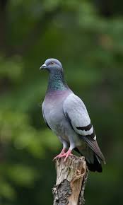 Image result for Columba palumbus