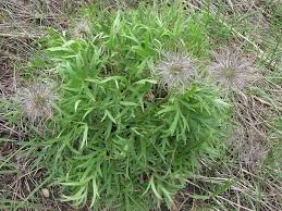 Attēlu rezultāti vaicājumam “Pulsatilla patens fruit”