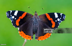 Attēlu rezultāti vaicājumam “Vanessa atalanta”