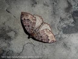 Attēlu rezultāti vaicājumam “Triphosa dubitata”