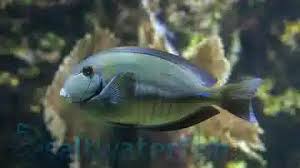 Image result for Acanthurus chirurgus