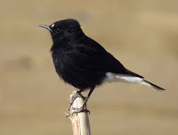 Image result for Oenanthe leucopyga