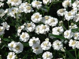 Image result for Achillea Ptarmica