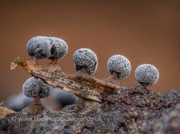 Attēlu rezultāti vaicājumam “Didymium nigripes macro”