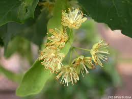 Attēlu rezultāti vaicājumam “Tilia cordata bud”