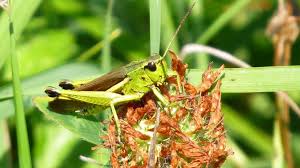 Attēlu rezultāti vaicājumam “Stethophyma grossum”