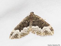 Attēlu rezultāti vaicājumam “Paramesus obtusifrons”