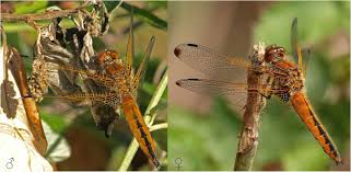 Attēlu rezultāti vaicājumam “Libellula fulva male”