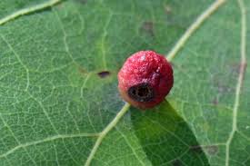 Attēlu rezultāti vaicājumam “Cynips quercusfolii”