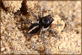 Attēlu rezultāti vaicājumam “Aelurillus v-insignitus”