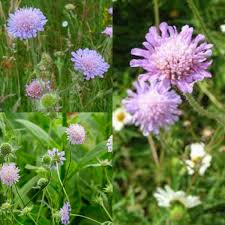 Attēlu rezultāti vaicājumam “Knautia arvensis fruit”