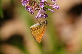 Attēlu rezultāti vaicājumam “Ochlodes sylvanus underside”