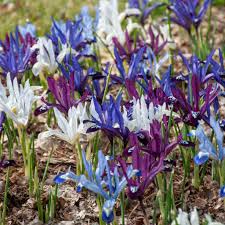 Attēlu rezultāti vaicājumam “Iris reticulata”