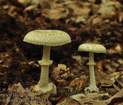 Attēlu rezultāti vaicājumam “Amanita citrina”