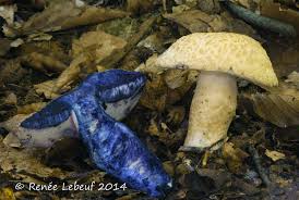 Attēlu rezultāti vaicājumam “Gyroporus cyanescens”