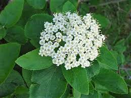 Attēlu rezultāti vaicājumam “Viburnum lantana  flower”