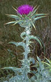 Image result for Silybum marianum