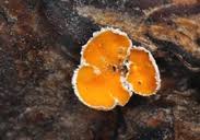 Attēlu rezultāti vaicājumam “Aleurodiscus amorphus”