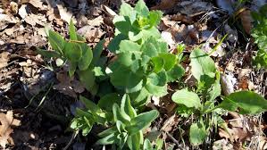 Attēlu rezultāti vaicājumam “Hylotelephium maximum”