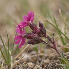 Image result for Pechnelke