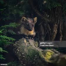 Attēlu rezultāti vaicājumam “Martes”