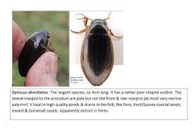 Attēlu rezultāti vaicājumam “Dytiscus dimidiatus”