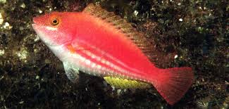 Image result for Sparisoma frondosum