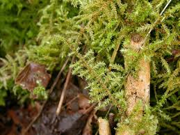 Attēlu rezultāti vaicājumam “Rhytidiadelphus”