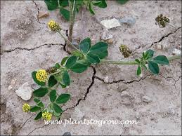 Attēlu rezultāti vaicājumam “Medicago lupulina leaf”
