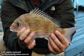 Image result for Pagrus auratus