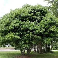 Image result for Litchi chinensis