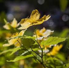 Attēlu rezultāti vaicājumam “Chelidonium majus flower”