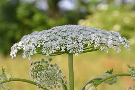 Attēlu rezultāti vaicājumam “Heracleum”