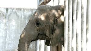 Image result for sad elephant