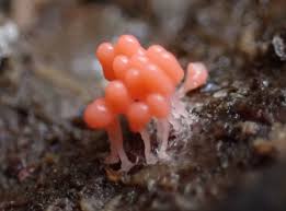 Attēlu rezultāti vaicājumam “Oligonema persimile”