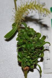 Attēlu rezultāti vaicājumam “Rhabdophaga rosaria”