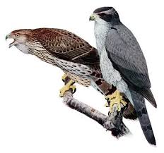 Image result for Goshawks G C