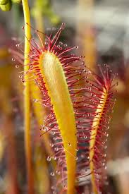 Attēlu rezultāti vaicājumam “Drosera anglica fruit”