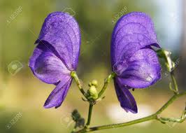 Attēlu rezultāti vaicājumam “Aconitum napellus bud”