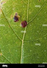 Attēlu rezultāti vaicājumam “Vasates quadripedes”